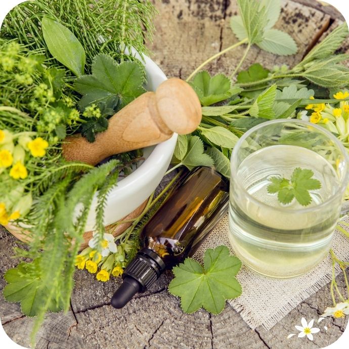 Frisch gesammelte Heilpflanzen, Glas mit Kräutertee, Tinkturflasche und Mörser – sinnbildlich für die natürliche Pflanzenkraft und die energetische Meisterkräutertherapie in der Blütenpraxis Salzburg.